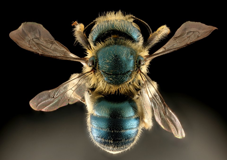 Osmia conjuncta, F, MD, back 2015-11-20-21.40
