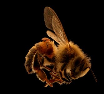 Apis mellifera and Verroa2 2019-09-06-19.00.03 ZS PMax UDR