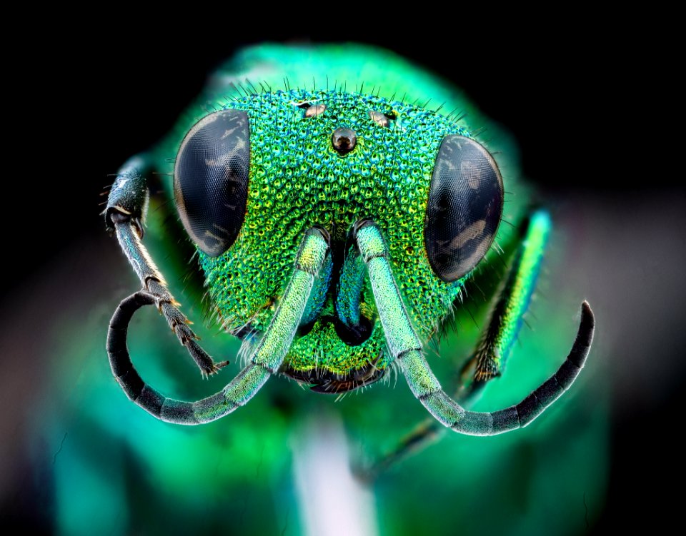 Chrysidid wasp, m, face, Millard co., Utah 2020-08-17-14.06.19 ZS PMax UDR