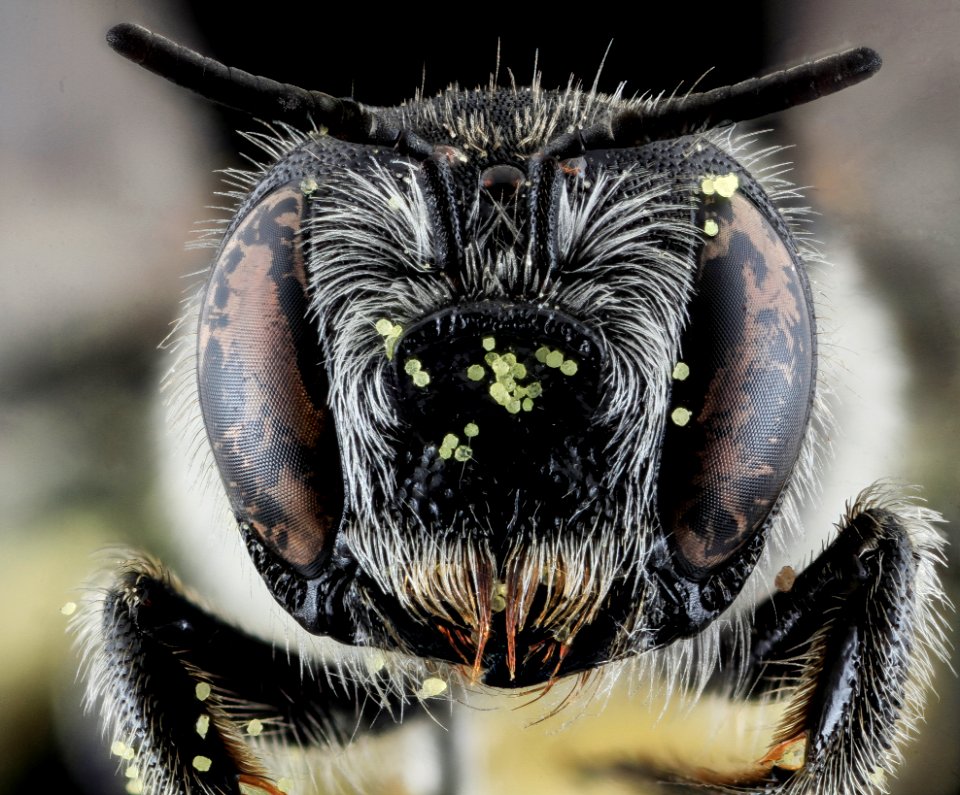 Lithurgus gibbosus, F, face, NC, Moore County 2013-09-26-16.13.59 ZS PMax
