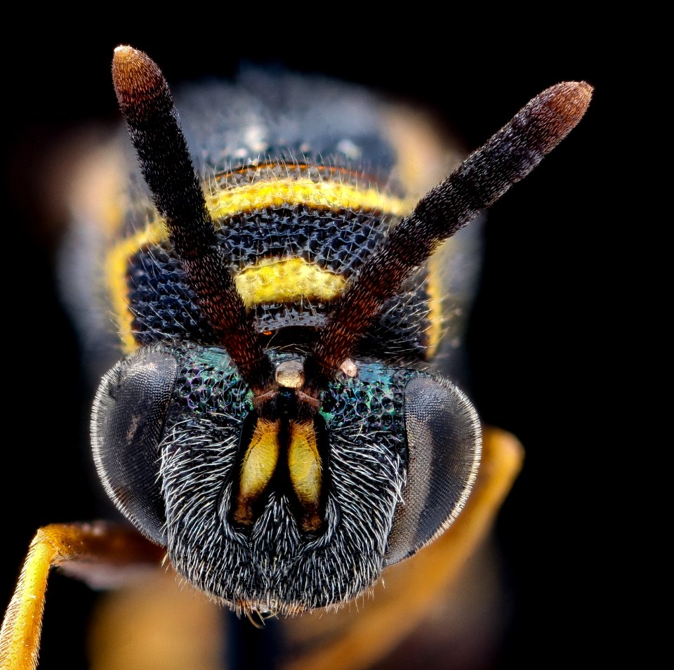Leucospis affinis, f, face 2020-08-19-15.43.03 ZS PMax UDR