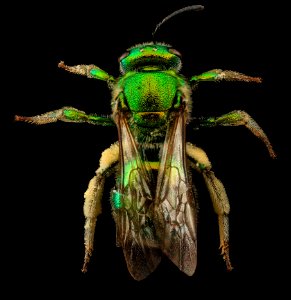 Augochloropsis metallica, F, Back, U 2013-06-19-14.03.08 ZS PMax