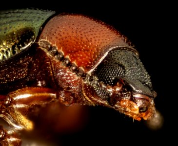 Tenebrionidae Beetle, Little Stsimons Island, Georgia, face 2016-02-03-17.04 photo