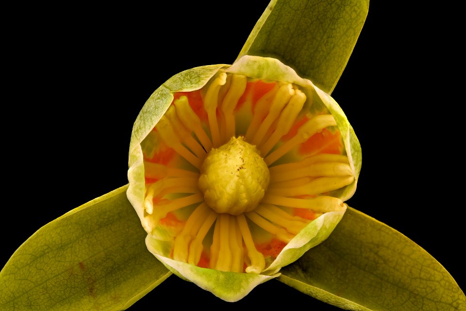Liriodendron tulipifera, Tulip Poplar, Howard Co, Md, H Metzman 2018-06-20-12.47.52 ZS PMax UDR