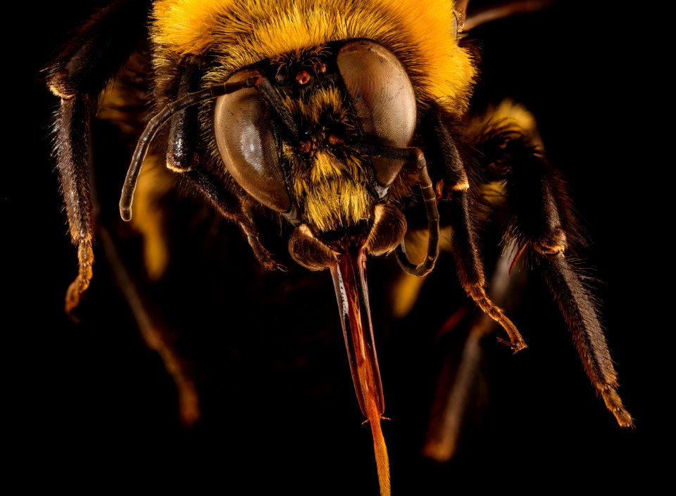 Bombus morrisoni, f, face, Pennington Co., SD 2018-06-19-14.38