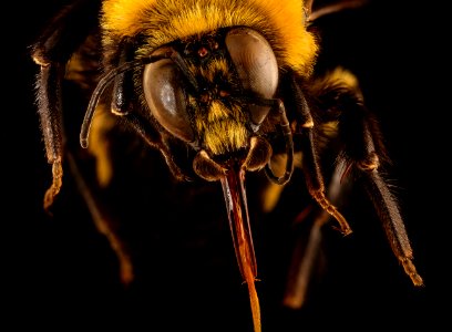 Bombus morrisoni, f, face, Pennington Co., SD 2018-06-19-14.38