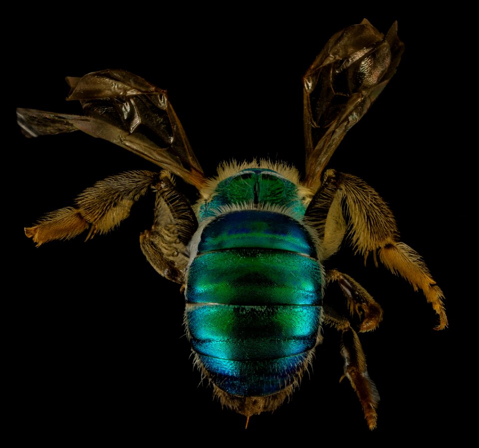 Agapostemon sericeus, F, Back, MD, PG County 2014-01-31-16.16.17 ZS PMax