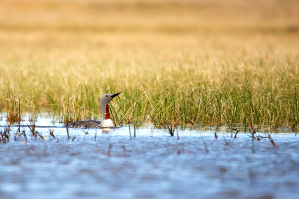 Red-throated loon - Arctic Bird Fest 2019