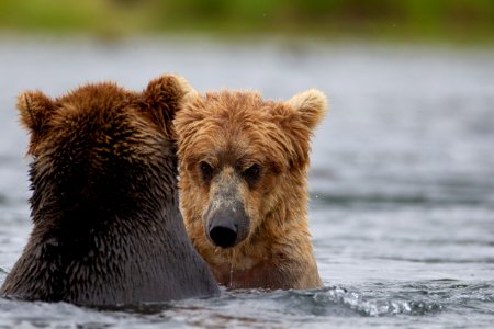 Two bears staring at each other photo