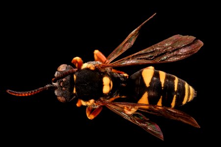 Nomada placida, m, back, Highland County, VA 2019-10-24-15.46.28 ZS PMax UDR