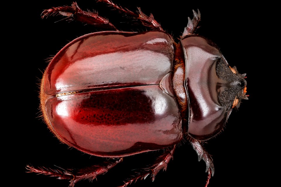 Big beetle, u, back, PG county (bavrett farms rd) (transect 1), MD 2019-10-24-14.56.06 ZS PMax UDR-Recovered
