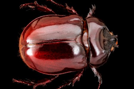 Big beetle, u, back, PG county (bavrett farms rd) (transect 1), MD 2019-10-24-14.56.06 ZS PMax UDR-Recovered