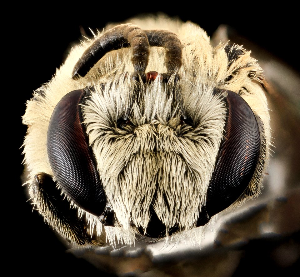 Colletes titusensis, M, Face, Brevard co., Honda, U.S 2013-11-19-08.02.32 ZS PMax