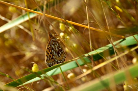 Callippe Silverspot Butterfly