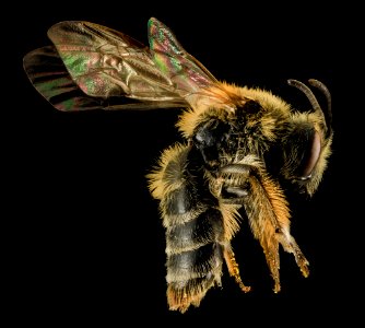 Andrena cornelli, F, Side, VA, Gales County 2014-01-24-18.41.01 ZS PMax photo