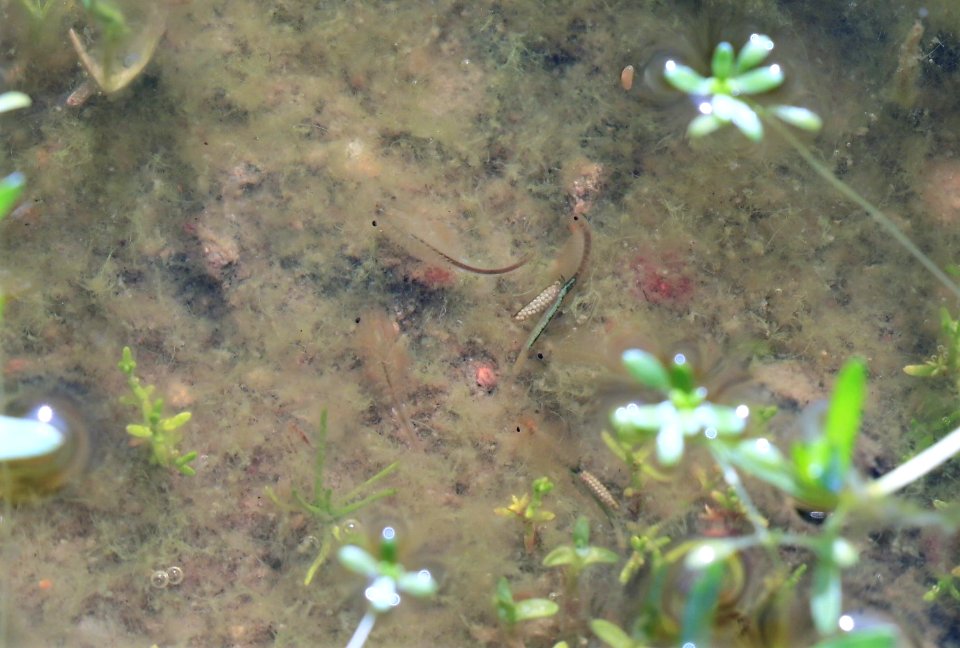 San Diego fairy shrimp at vernal pool in Otay Mesa, California