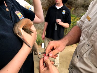 Endangered Ridgway's rail release, Batiquitos Lagoon, California photo