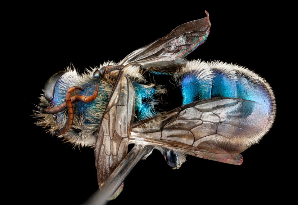 Hoplitis fulgida, male, back 2012-07-31-15.33.44 ZS PMax