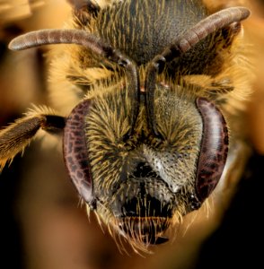 Lasioglossum accuminatum, F, Face, MA, Barnstable 2014-04-09-11.15.39 ZS PMax