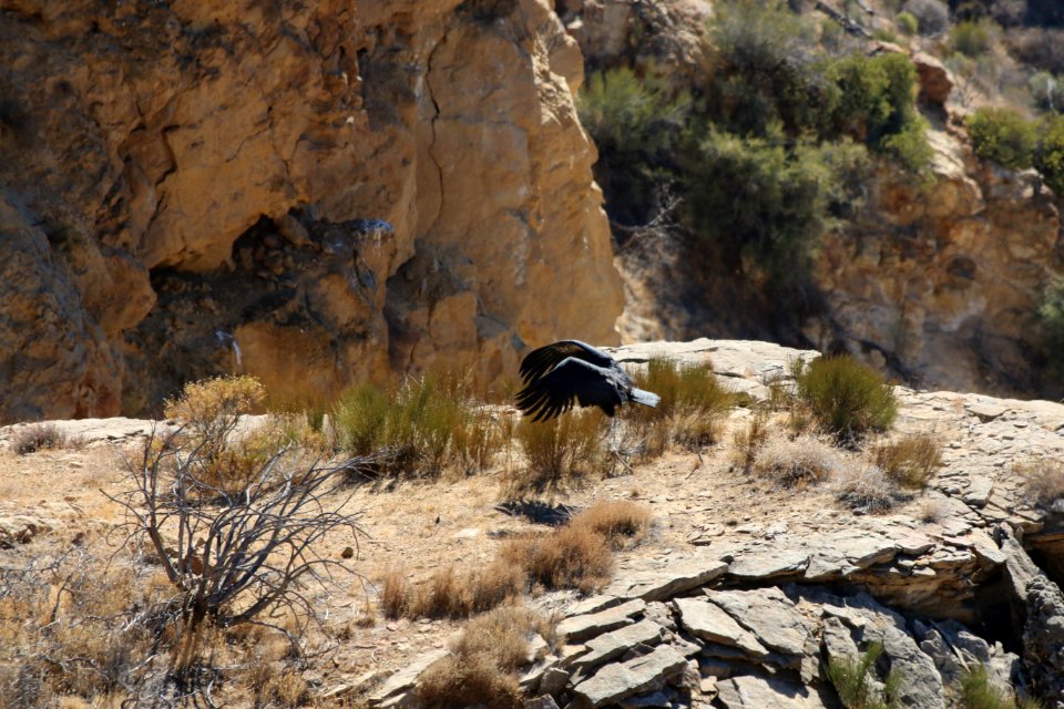 Condor chick 933