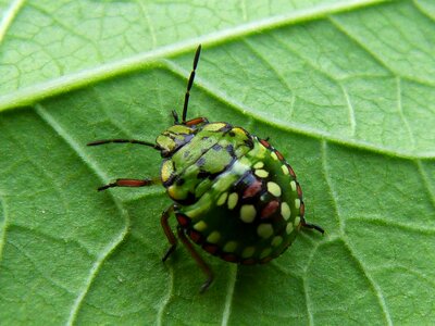 Insect leaves insects