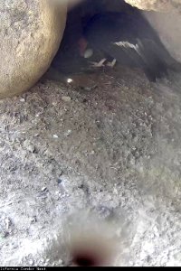 A California condor stands over its egg in its nest.