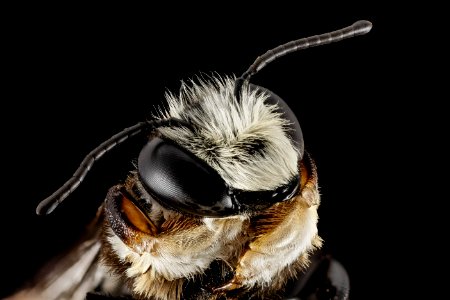 Megachile xylocopoides, m, face, md, kent county 2014-07-22-09.20.37 ZS PMax photo