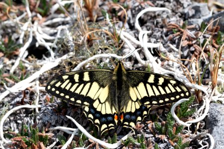 Swallowtail photo