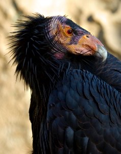 California Condor at San Diego Wild Animal Park
