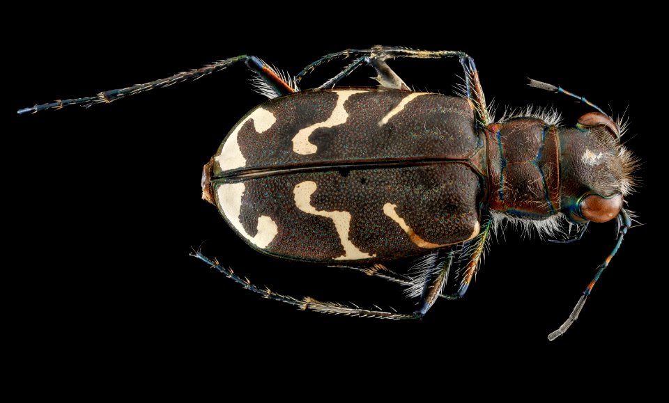 Cicindelidae, U, back, Maryland, Anne Arundel County 2013-03-01-14.05.39 ZS PMax