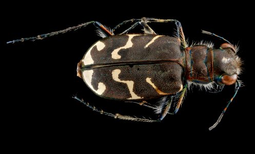 Cicindelidae, U, back, Maryland, Anne Arundel County 2013-03-01-14.05.39 ZS PMax