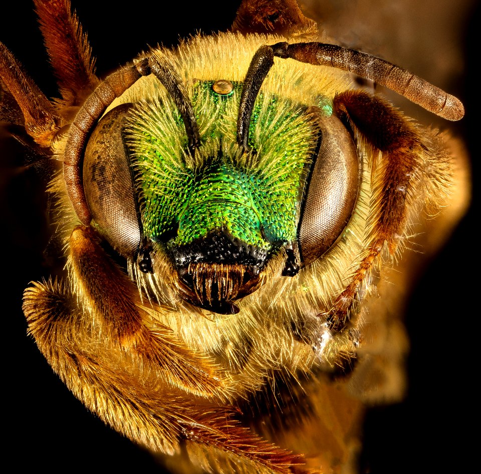 Agapostemon virescens, f, face, Caroline Co. MD 2016-04-15-17.28
