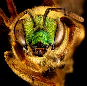 Agapostemon virescens, f, face, Caroline Co. MD 2016-04-15-17.28