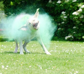 Labrador color mist holipulver
