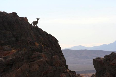 Bighorn sheep on Point of Rocks photo