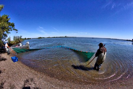 Liberty Island beach seining
