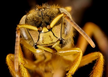 Stingless bee 1, f, face, peru 2014-07-30-12.33.22 ZS PMax photo