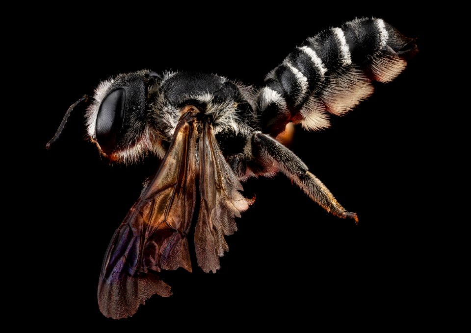 Megachile frugalis, female, side 2012-07-10-12.25 photo