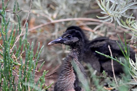 Endangered Ridgway's rail chicks photo