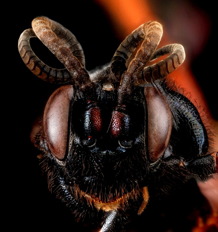 Wasp, U, face, Wyoming, Park Co 2013-04-09-15.42.22 ZS PMax