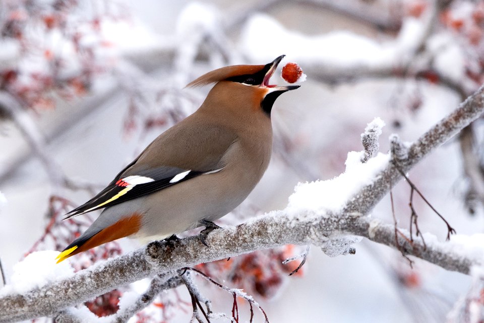 Bohemian waxwing tosses a mountain ash berry