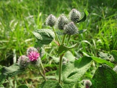 Burdock plant wildflower