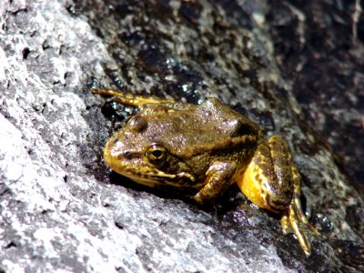 Federally endangered yellow-legged frog photo