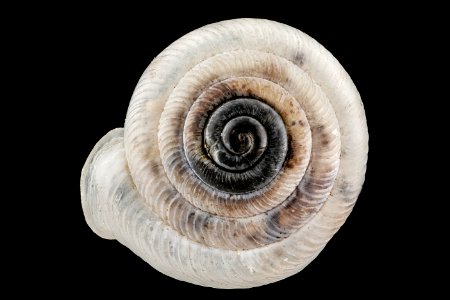 Snail,U, face, Biscayne National Park 2013-01-22-15.20.21 ZS PMax