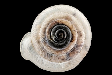 Snail,U, face, Biscayne National Park 2013-01-22-15.20.21 ZS PMax photo