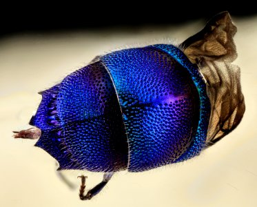 Chrysis conica