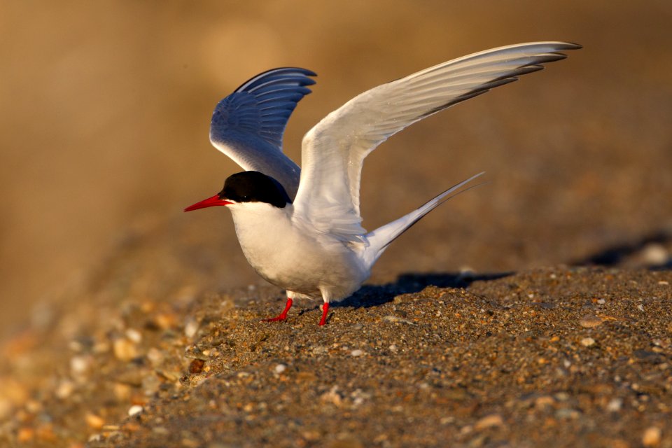 Arctic tern lfitoff