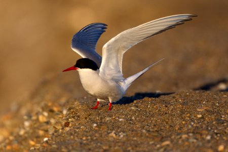 Arctic tern lfitoff photo