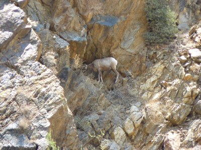 Endangered Peninsular Ranges Population of Desert Bighorn Sheep