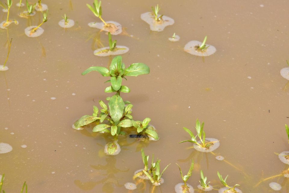 Otay Mesa mint is a federally endangered species